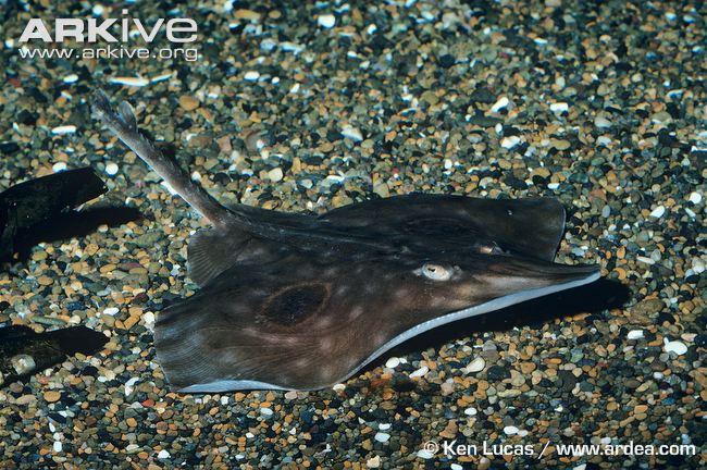 Raja binoculata Girard, 1855